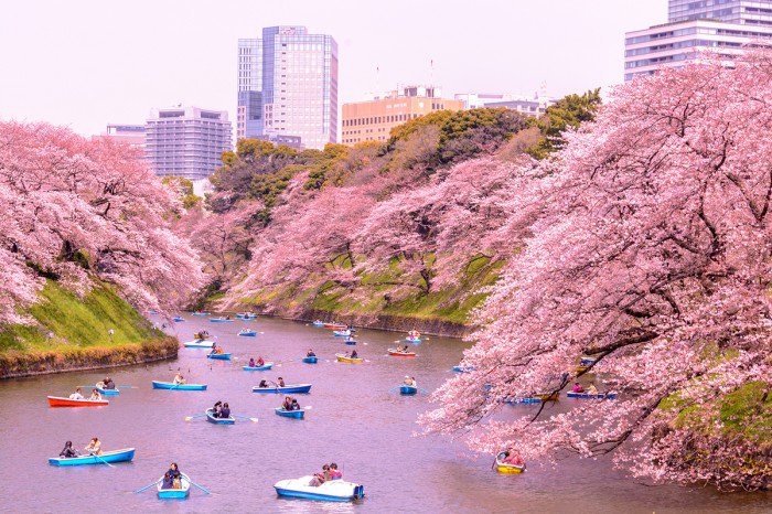 Công viên Ureno – bông hoa của thành phố Tokyo