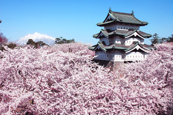 Công viên Hirosaki – lâu đài chìm trong hoa