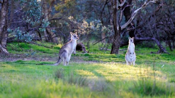 Xứ sở của những loài Kangaroo