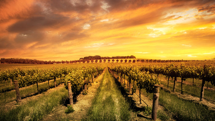 Adelaide – thung lũng rượu vang